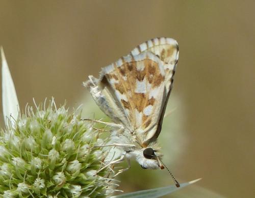 Réf. 222 867 : Pyrgus sp.